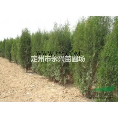 红叶李价格，带盆红叶李报价