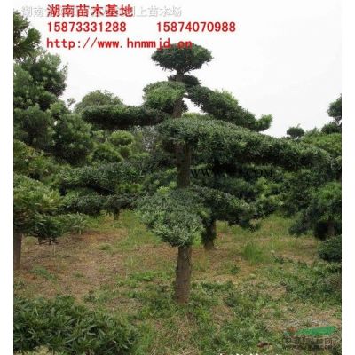 湖南野生栾树-湖南全冠栾-全冠栾树
