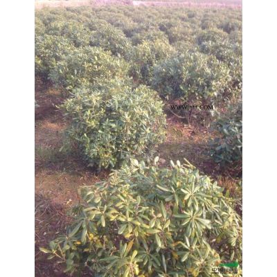 河南黄山栾树新报价/黄山栾树图片