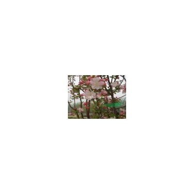 南京3公分4公分5公分红叶李什么价格