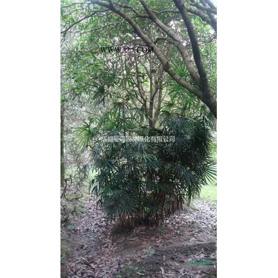 15公分栾树供应，工程苗栾树，截杆熟货栾树出售