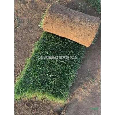 榉树  红榉树图片_红榉树绿化苗木苗圃基地