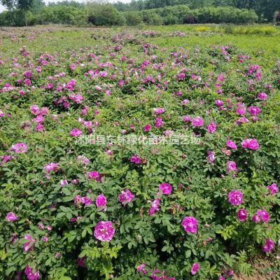 大量供应江苏榉树价格、沭阳榉树绿化苗木工程苗