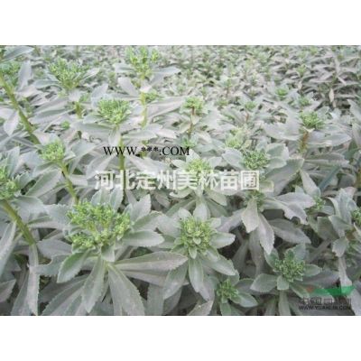 河北定州侧柏各种规格栾树批发价格图3