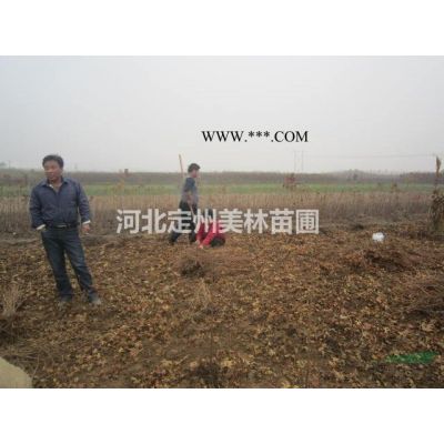 河北定州侧柏各种规格栾树批发价格图1
