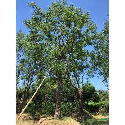 浙江榉树2*新报价/榉树2图片