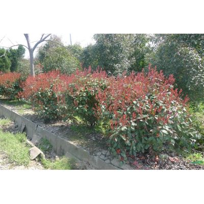 粗度0.8-1.5公分的黄山栾树小苗(数量在5万棵以上)，急销！