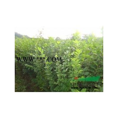 榉树一年生小苗