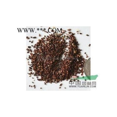 江西榉树种子供应/江西榉树种子价格
