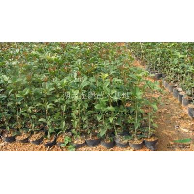供应移栽樱花、嫁接樱花、日本樱花、樱花小苗