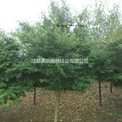 朴树价格_朴树图片_朴树产地_朴树绿化苗木苗圃基地