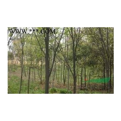 2021年江西樱花 樱花树 早樱供应 九江樱花新报价