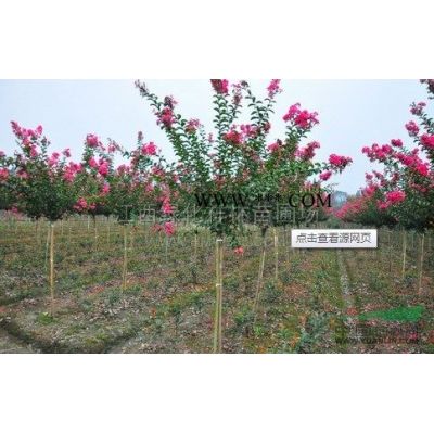 江西[产品]/江西朴树小苗 江西朴树小苗基地价格/报价