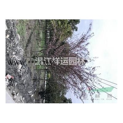 出售朴树