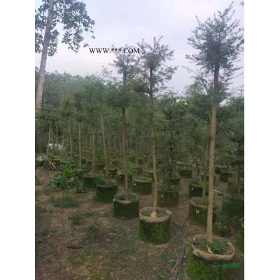 福建山樱花苗，大小规格