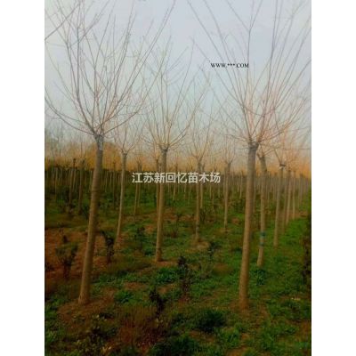 美国红火箭紫薇，红火球，天鹅绒紫薇哪里好/哪家便宜