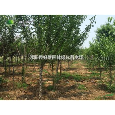 紫薇价格_紫薇图片_紫薇产地_紫薇绿化苗木苗圃基地