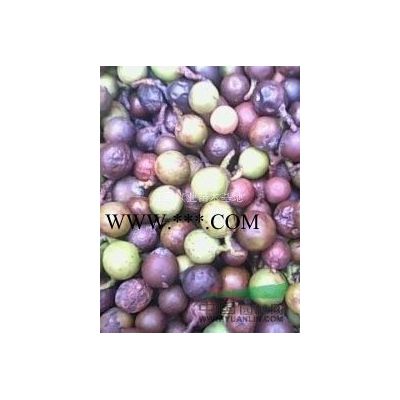 批发杜英小苗价格