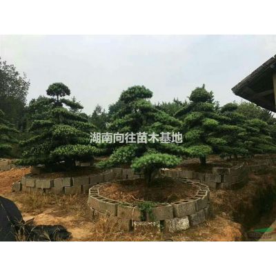 大小规格红枫基地