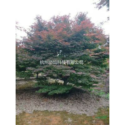 供13公分红枫14公分红枫15公分红枫16公分红枫18公分红