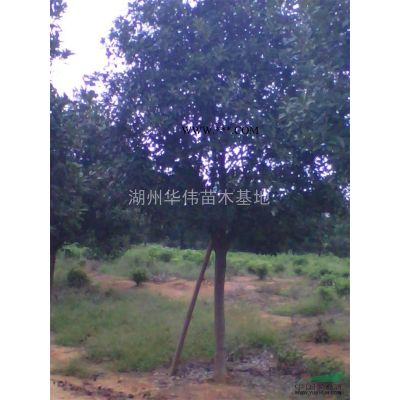 浙江长兴供应胸径10--35公分银杏树