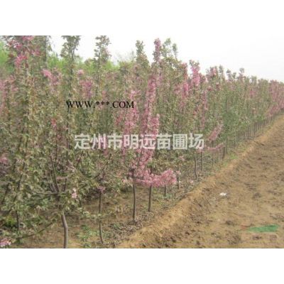 河北定州银杏树12公分15公分价格图3