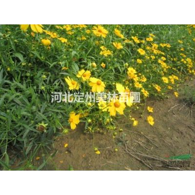 河北定州银杏树12公分15公分价格图2