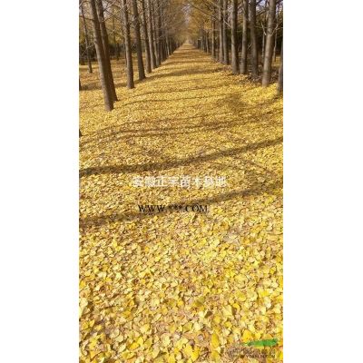 皖砀长期供应20公分矮壮银杏树