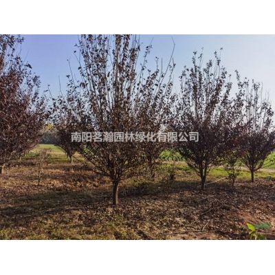 大量供应8-12公分美国红枫