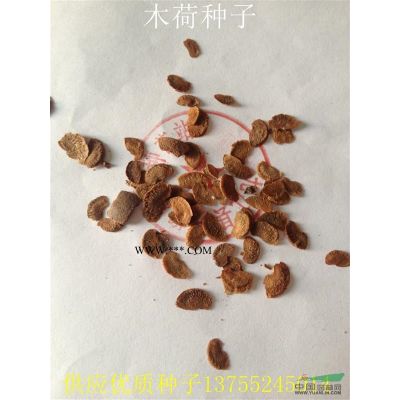 紫薇种子价格多少钱一斤 江西紫薇种子批发价格