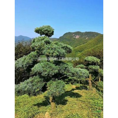 地接红枫树报价，夏季红枫规格售价，专业供应红枫苗木