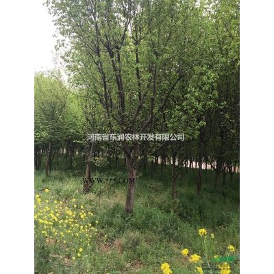 6公分美国红枫，红枫小苗，流苏树小苗，