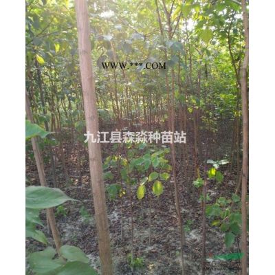 供应50公分高红枫小苗/50公分红枫小苗批发价格