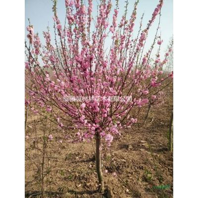 紫薇 河南鄢陵紫薇 河南紫薇价格 河南苗木花木