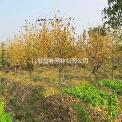 大量马褂木苗，马褂木小苗，又名鹅掌楸，双飘树