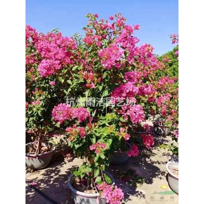 供栾树乐昌含笑沙朴香泡香樟马褂木月月桂广玉兰紫叶李绿梅