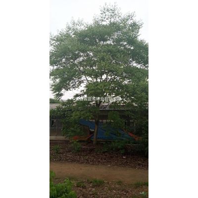 太湖金盆香樟，嫁接香樟，精品马褂木，