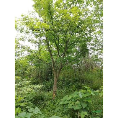 浙江地区供应10-20公分马褂木