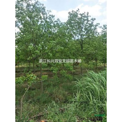 浙江长兴长期供应12-15公分精品马褂木上车价格图片