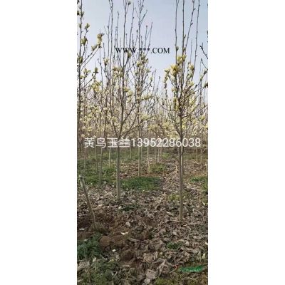 大量供应美国紫薇杯苗（丛生4-10分支）