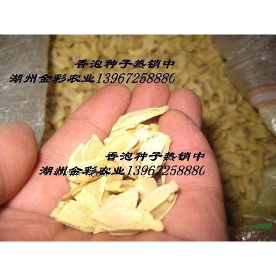 三季红红枫
