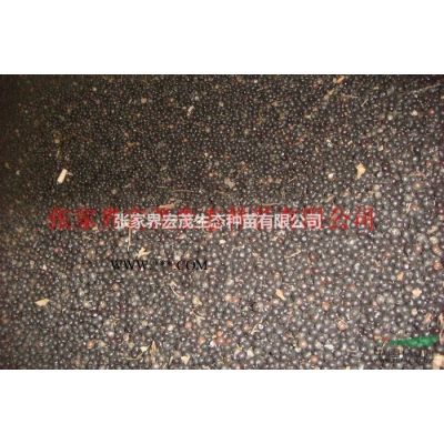 红枫苗供应——张家界宏茂生态种苗有限公司销售经理黄抒情