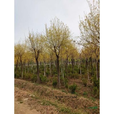 紫薇地径4-18公分美国紫薇地径6-8公分北京大苗圃基地