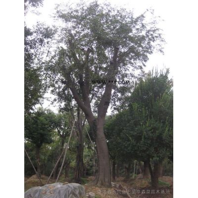 特价供应精品杂交马褂木