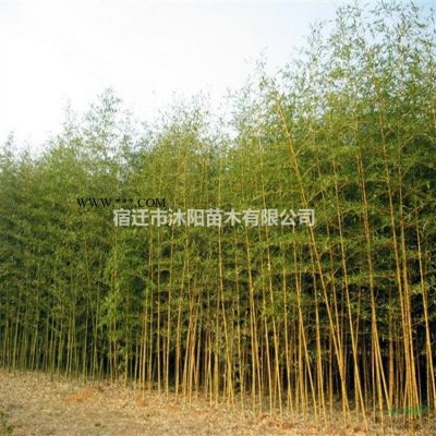 红叶李价格_红叶李图片_红叶李产地_红叶李绿化苗木苗圃基地