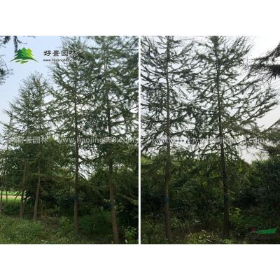 红叶李价格_红叶李图片_红叶李产地_红叶李绿化苗木苗圃基地