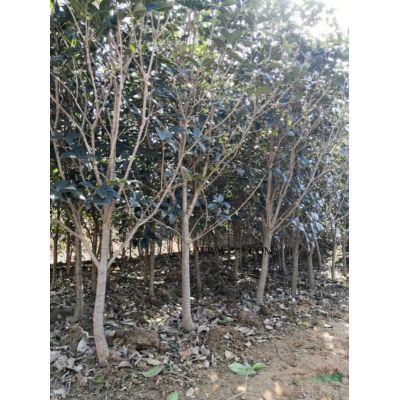 供应10-15公分栾树