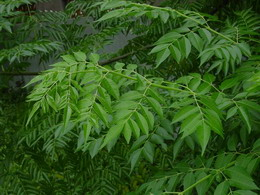 安徽肥西岳林苗圃供应;当年嫁接小桂花.乌桕三角枫栾树合欢小苗