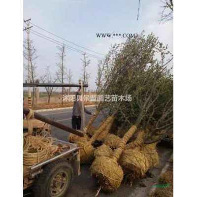 红叶李适合什么时候种植？
