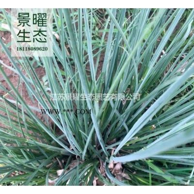 江苏景曜生态苗木基地/供应/北京栾树图片/产地直销/批发价格